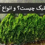 جلبک چیست و انواع آن