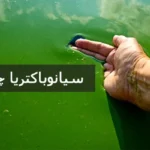 سیانوباکتریا چیست؟